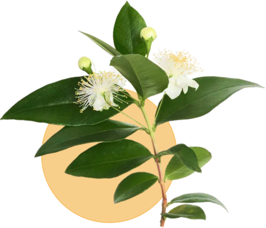 Lowanna Plant Based Ingredients